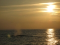 Wal im Sonnenuntergang