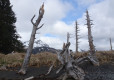 DSC00630-Medium