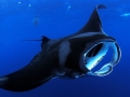 manta_ray2013_01 (700x423)