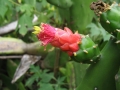 IMG_8817 (1280x960)