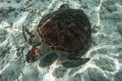 GH010667_Schildkröte-Medium