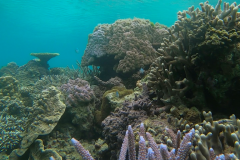 GH010683_Korallen.jpg-Medium